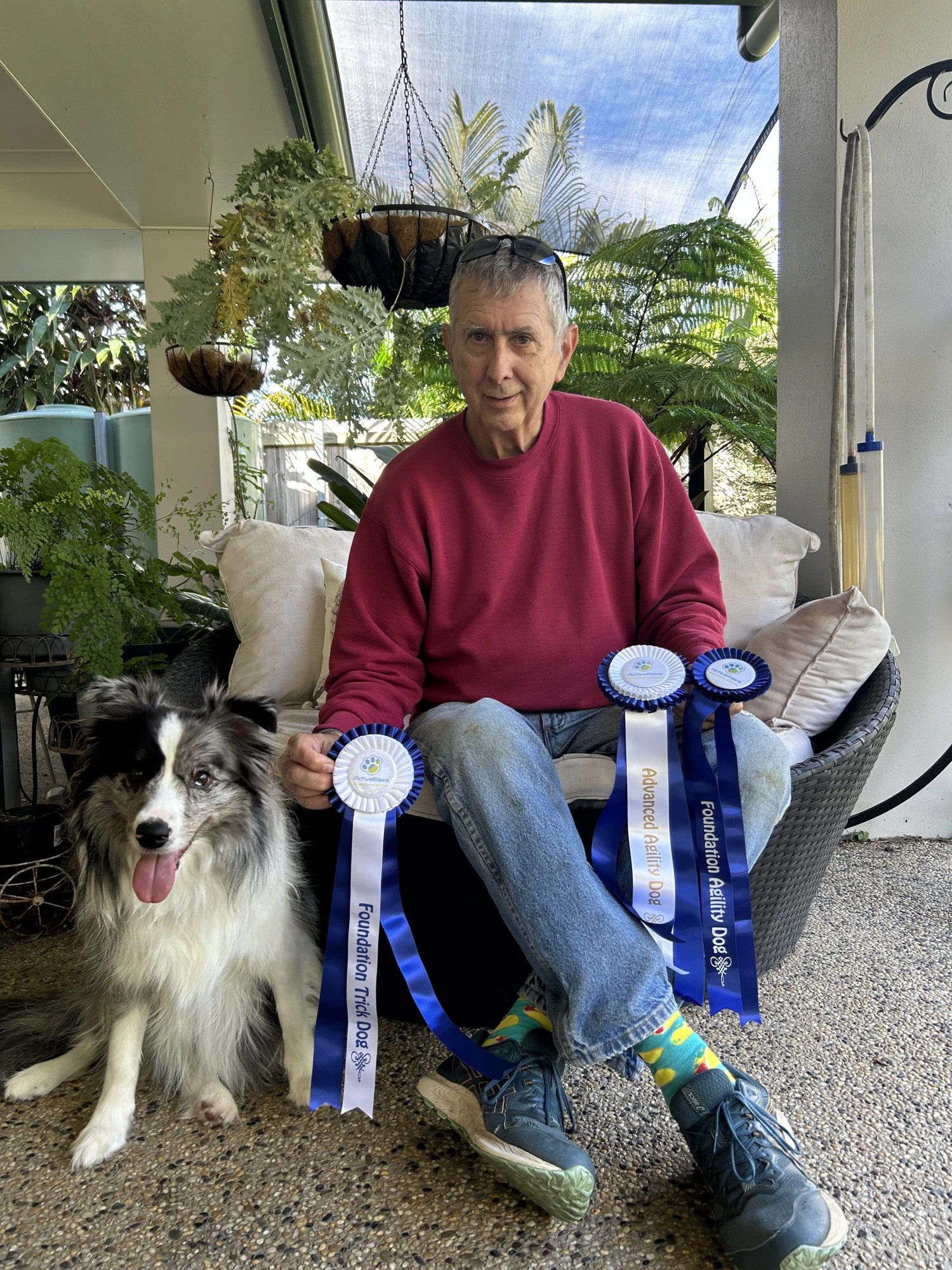 Marty and Misty the Border Collie posing with agility and trick dog ribbons